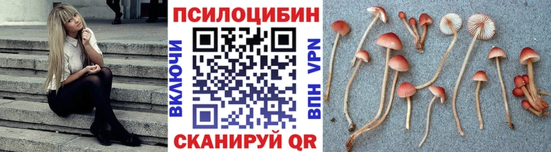 купить наркотики цена  Козловка  Псилоцибиновые грибы Cubensis 